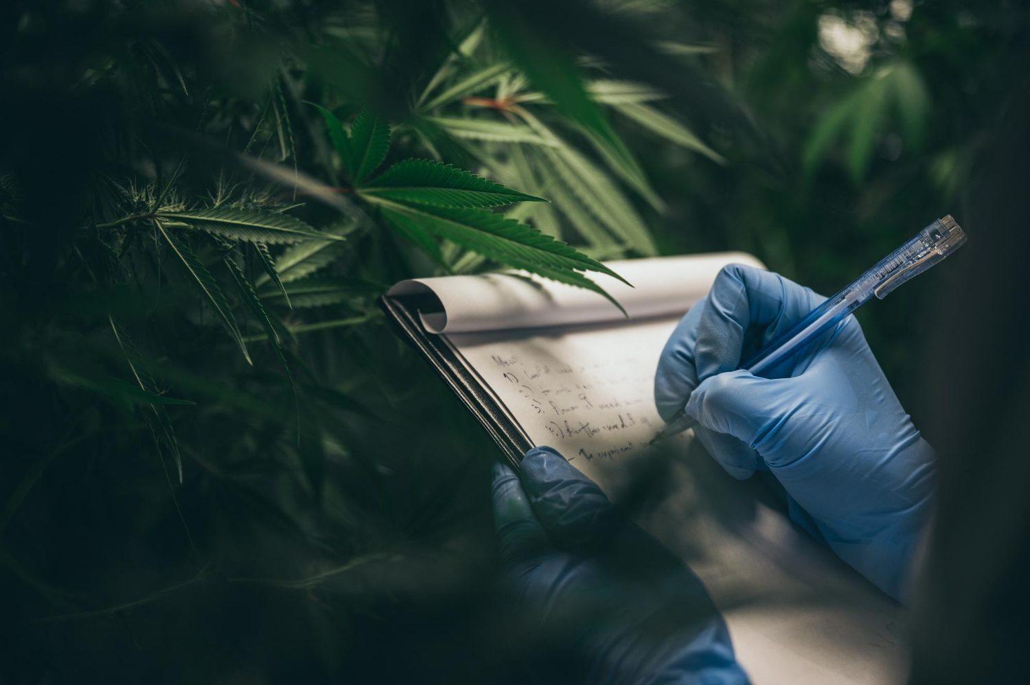From Casual Use to Conscious Consumption: Cannabis Journaling in 2025