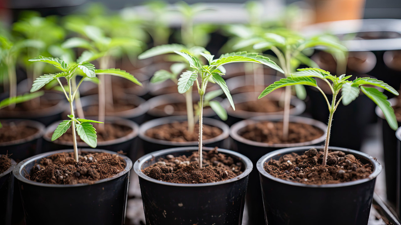 Selecting the Best Cuttings for Cannabis Cloning
