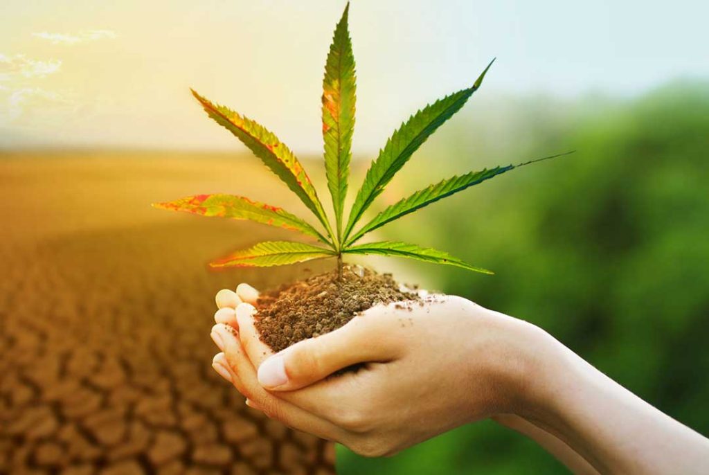 Hemp as a Climate Hero: Phytoremediation and Carbon-Sequestering Composites
