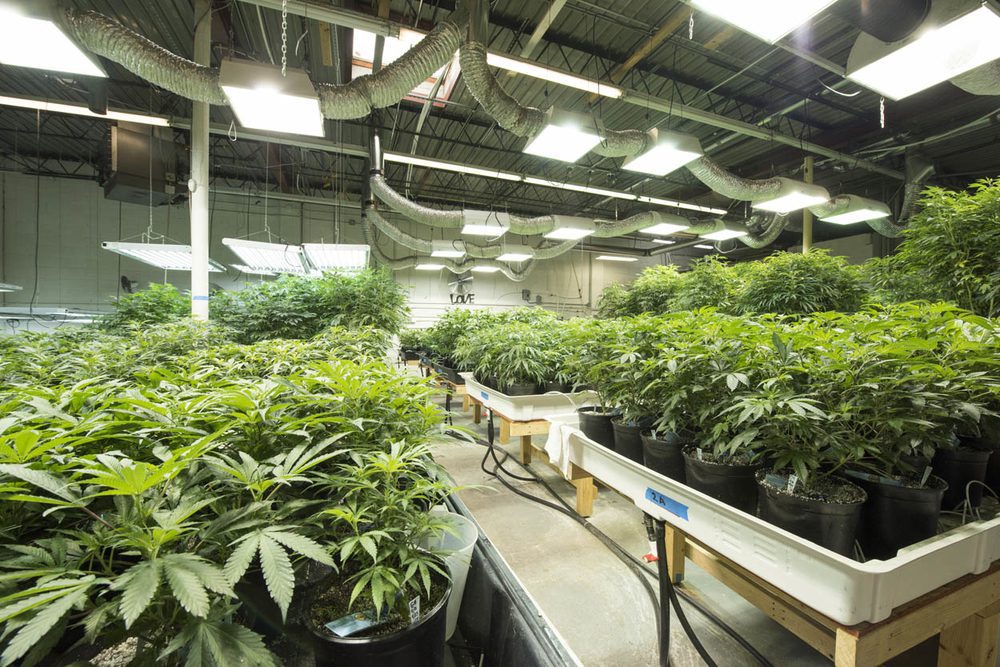 Scaling Green: How UK’s Carbon-Neutral Indoor Cannabis Innovations Set a New Standard